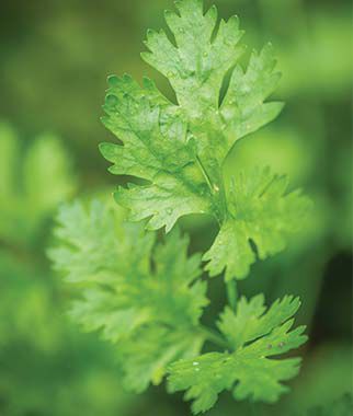 Cilantro Calypso