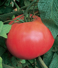 Tomato, Brandywine Red Organic - Plants Seeds