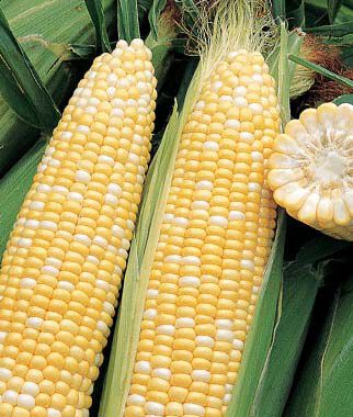 Corn, Ambrosia Hybrid - Plants Seeds