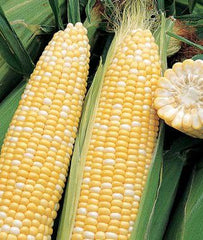 Corn, Ambrosia Hybrid - Plants Seeds