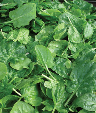 Spinach Double Choice Hybrid