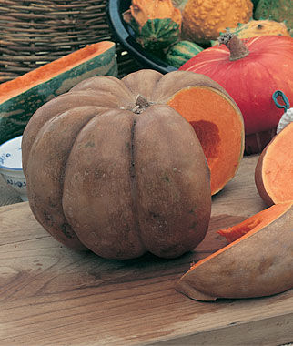 Pumpkin Musquee de Provence