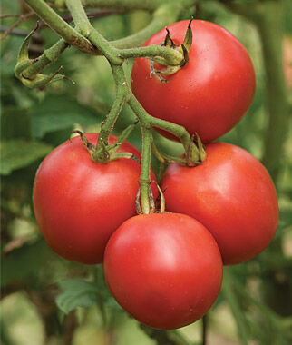 Tomato Riesentraube