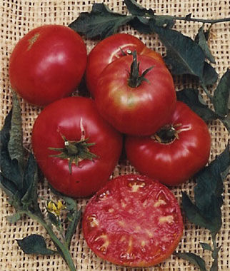 Tomato Prudens Purple