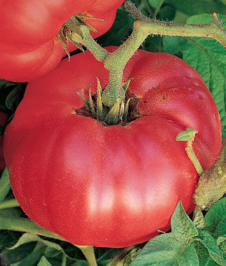 Tomato, German Johnson - Plants Seeds