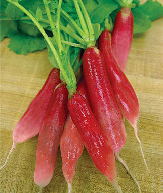 Radish, China Rose - Plants Seeds