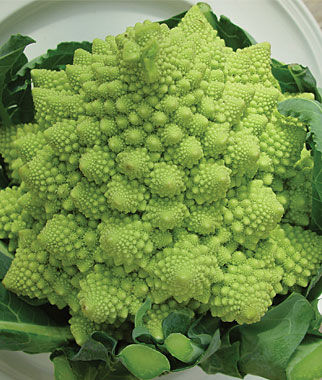 Broccoli, Romanesco - Seedsplant