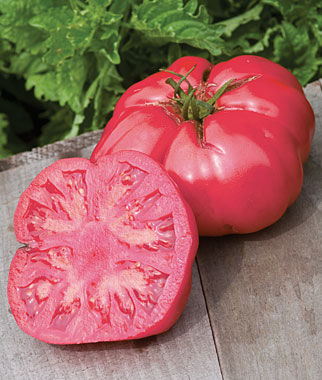 Tomato, Caspian Pink - Plants Seeds