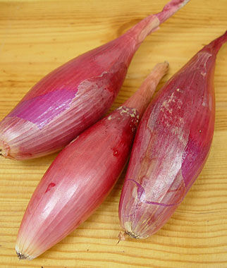 Onion, Italian Torpedo - Plants Seeds