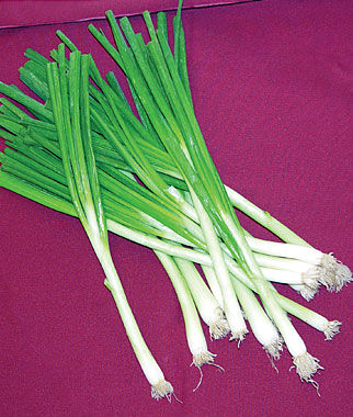 Bunching Onion, Tokyo Long White - Plants Seeds