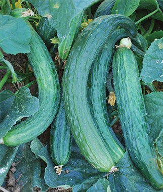 Cucumber, Suyo Long - Plants Seeds