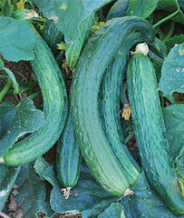 Cucumber, Suyo Long - Plants Seeds