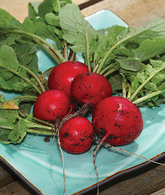 Radish, Early Scarlet Globe - Plants Seeds