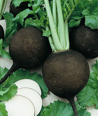 Radish Black Spanish Round