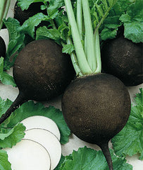 Radish, Black Spanish Round - Plants Seeds