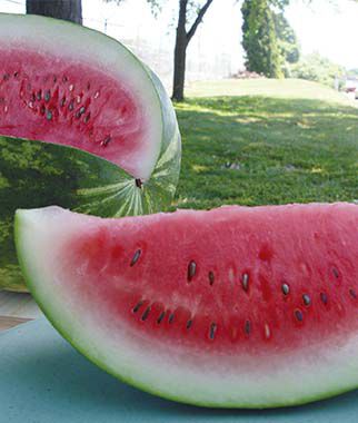 Watermelon, Congo - Plants Seeds