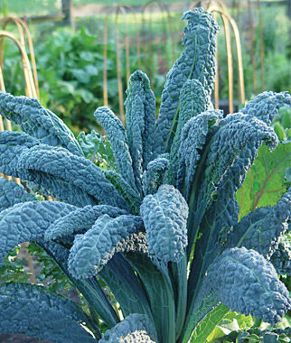Kale, Lacinato - Plants Seeds