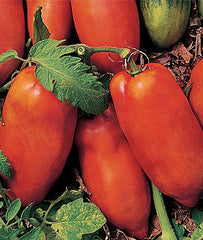 Tomato, Polish Linguisa - Plants Seeds