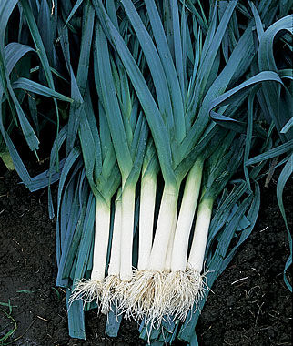 Leek, Blue Solaise - Seedsplant