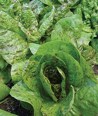 Lettuce, Forellenschluss - Plants Seeds