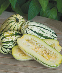 Squash, Delicata - Plants Seeds