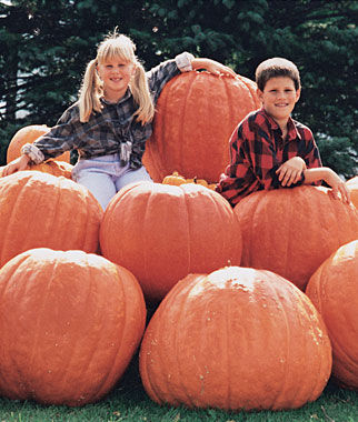 Pumpkin, Atlantic Giant - Plants Seeds