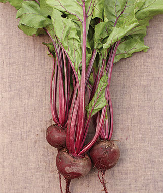 Beet Early Wonder Organic