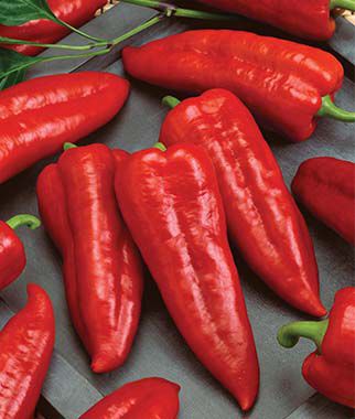 Pepper Sweet Marconi Rosso Organic