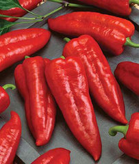 Pepper, Sweet, Marconi Rosso Organic - Plants Seeds