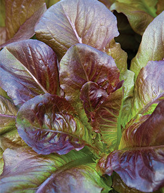 Lettuce Cimmaron