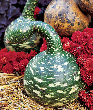 Gourd, Speckled Swan - Plants Seeds