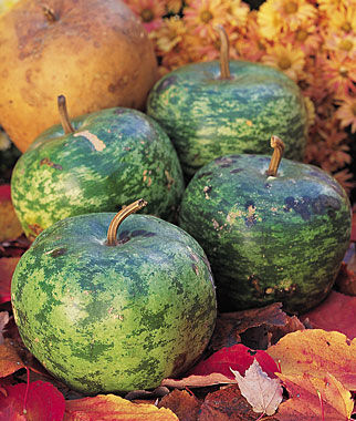 Gourd, Apple - Plants Seeds