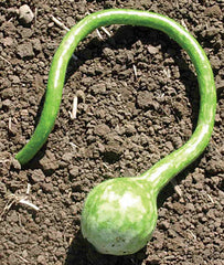 Gourd, Extra Long Handle Dipper - Plants Seeds