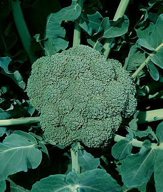 Broccoli, Waltham 29 - Seedsplant