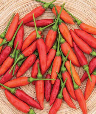 Pepper, Hot, Tabasco - Plants Seeds
