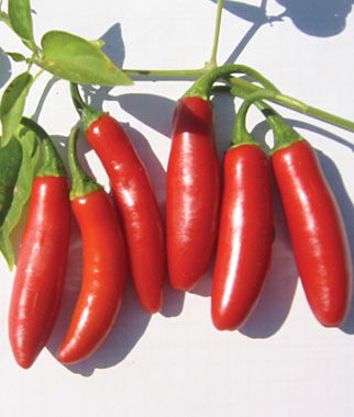 Pepper, Hot, Serrano Tampiqueno - Plants Seeds