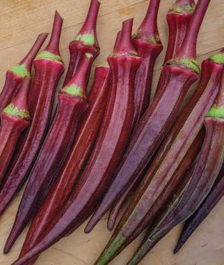 Okra, Burgundy - Plants Seeds