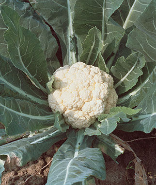 Cauliflower Snowball Self-Blanching