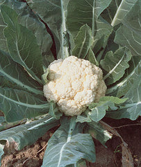 Cauliflower, Snowball Self-Blanching - Plants Seeds
