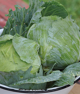 Cabbage, Charleston Wakefield - Plants Seeds