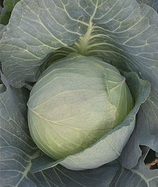 Cabbage Brunswick