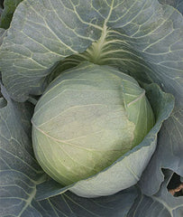 Cabbage, Brunswick - Plants Seeds