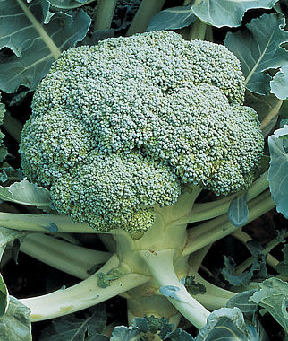 Broccoli De Cicco