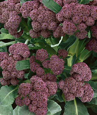 Broccoli, Purple Sprouting - Seedsplant