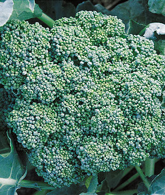 Broccoli Calabrese