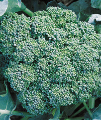 Broccoli, Calabrese - Seedsplant