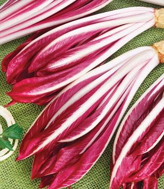 Radicchio Red Treviso