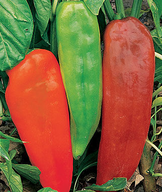 Pepper, Sweet, Corno di Toro - Plants Seeds