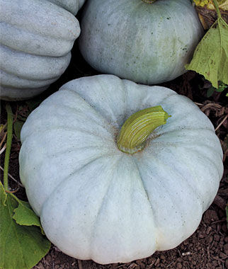 Pumpkin Jarrahdale