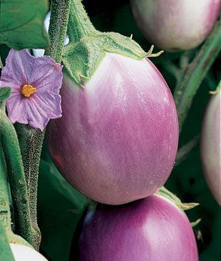 Eggplant, Rosa Bianca - Plants Seeds